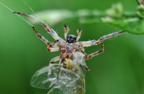 Larinioides cornutus